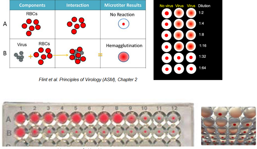 Bs3037 Virology 10 Growing And Counting Viruses 7047